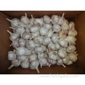 Normal Fresh White Garlic Best Price